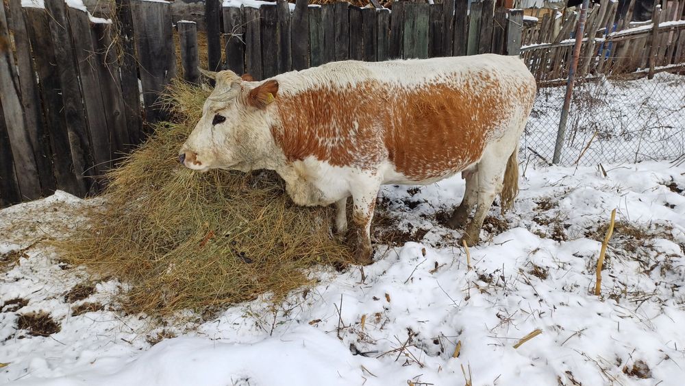 Vand vaca pret negociabil