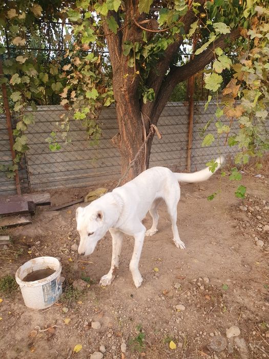 Alabay kuchuk sotiladi