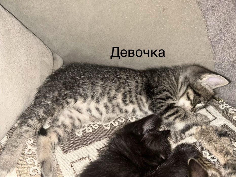 Отдам котят в добрые руки