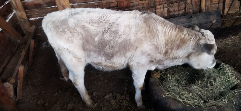 Продам бычок. Еркек бызау.