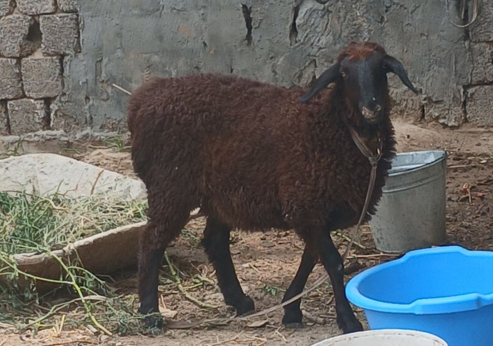 Sotiladigan qo'ylar  bor