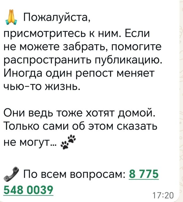 Подарите тепло котикам