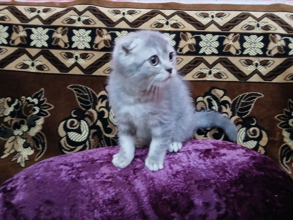 Котенок мальчик, шотландец