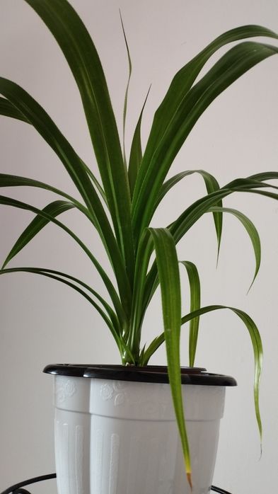 Экзотический панданус