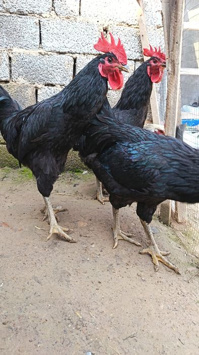 Qora shahzoda ho'rozlar