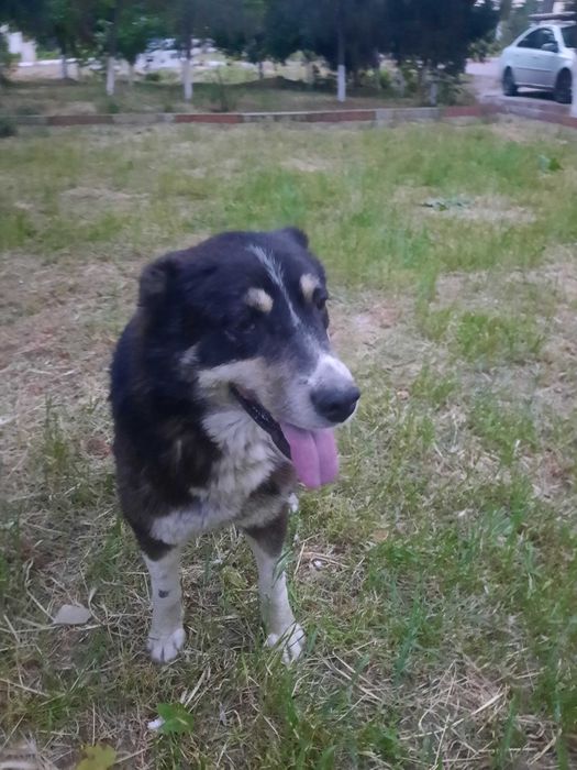 Алабай кобель, возраст 1,5-2 года