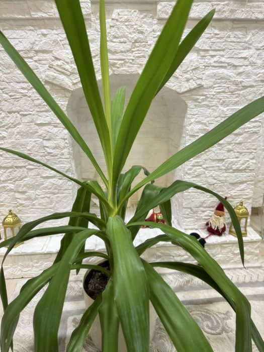 Юкка комнатная