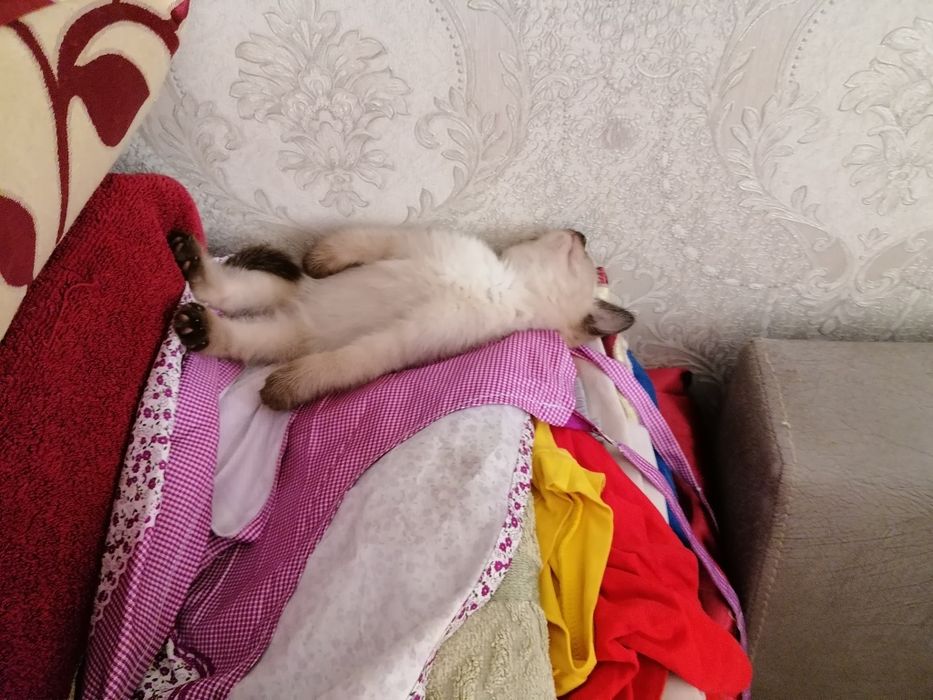 Котенок сиамский