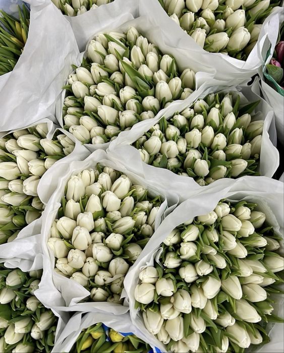 Тюльпаны оптом на 8 марта