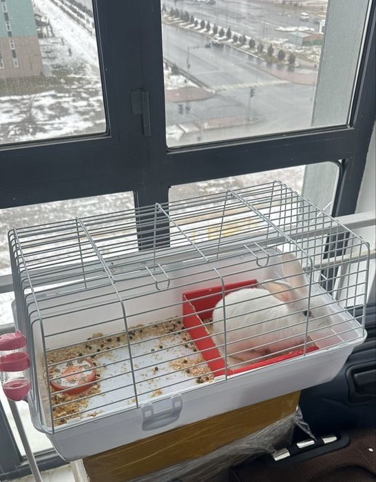 Қоян клеткамен бірге