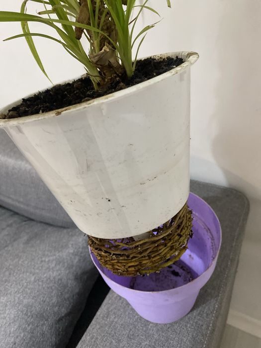 Панданус винтовая пальма