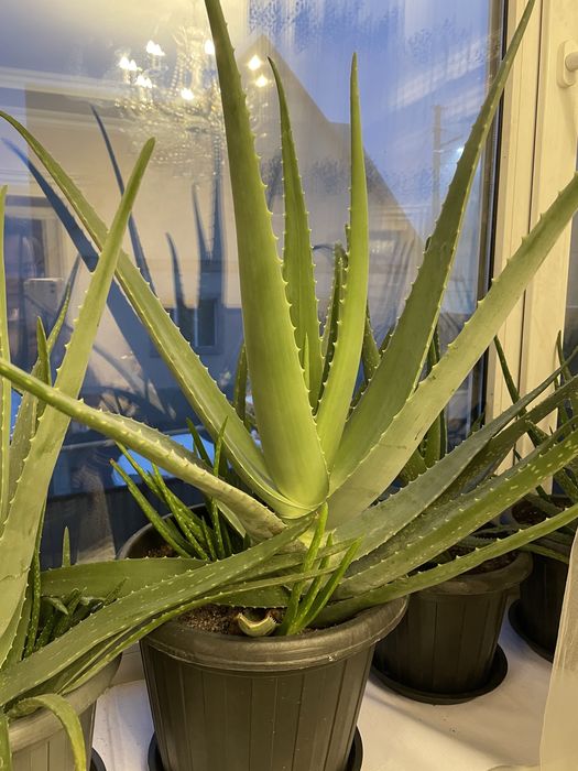 Алое Вера лечебное от 3х лет