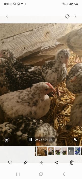 Пушкинские Цыплята