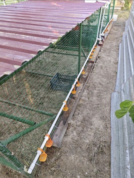 Tovuq katak xasanboyda turibti