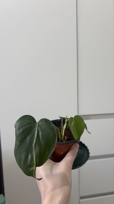 Продам Филодендрон Бразил (взрослый)