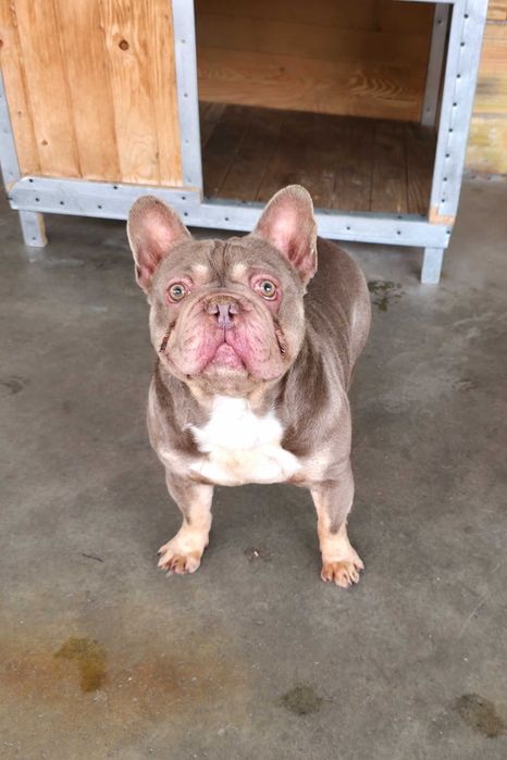 Френски булдог изабела тан