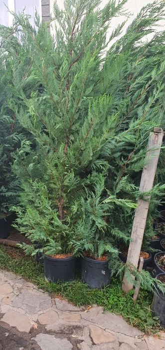Leylandii pentru gard viu profesional – plante aclimatizate