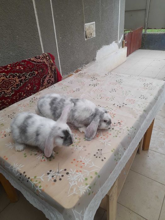 Iepurași de vânzare