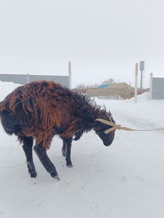 Соятын тоқты сатылады