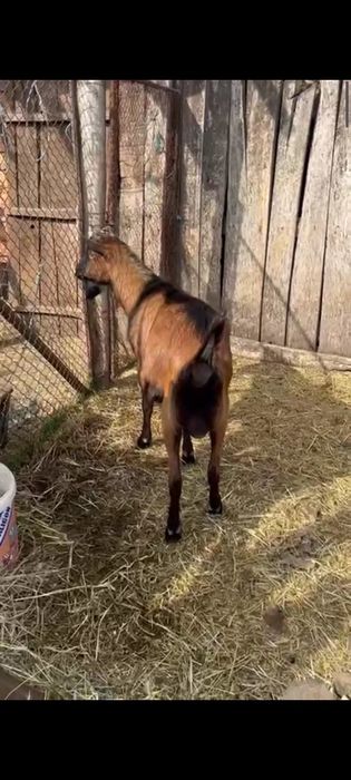 Vând cinci capre de rasa bune de lapte și un țap alpin