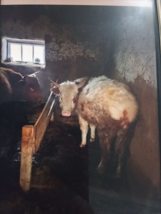 15 бас бұқа сатам