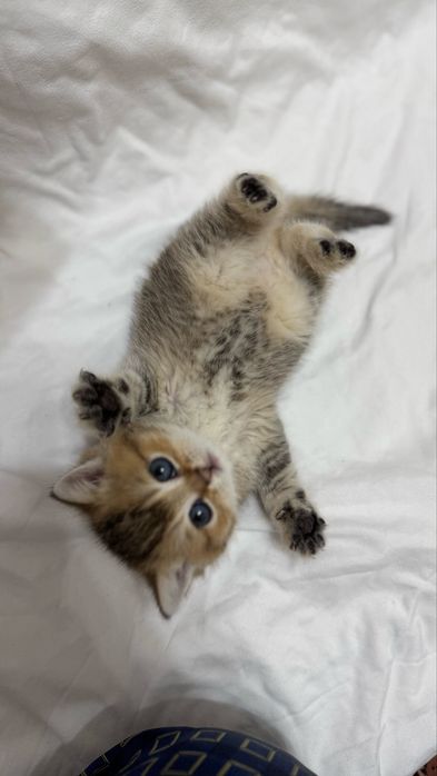 Продаются котята британские шиншилы