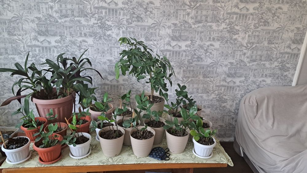 Продам цветы домашние цены от  500