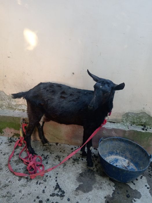 Эчки мурсияан  срочна сотилади