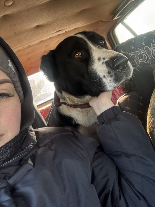 Пристраивается алабай