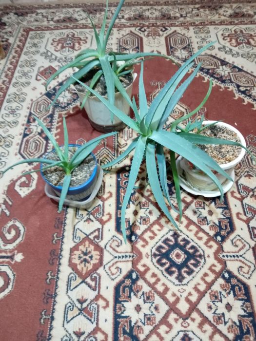 Продается Алоэ-Вера