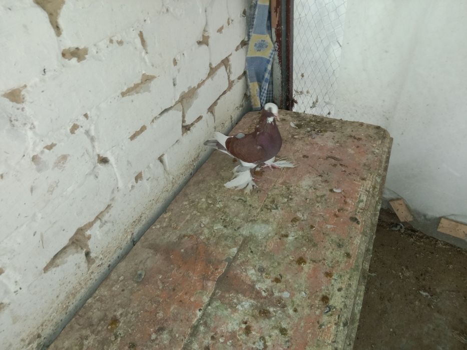 Продам разных голубей