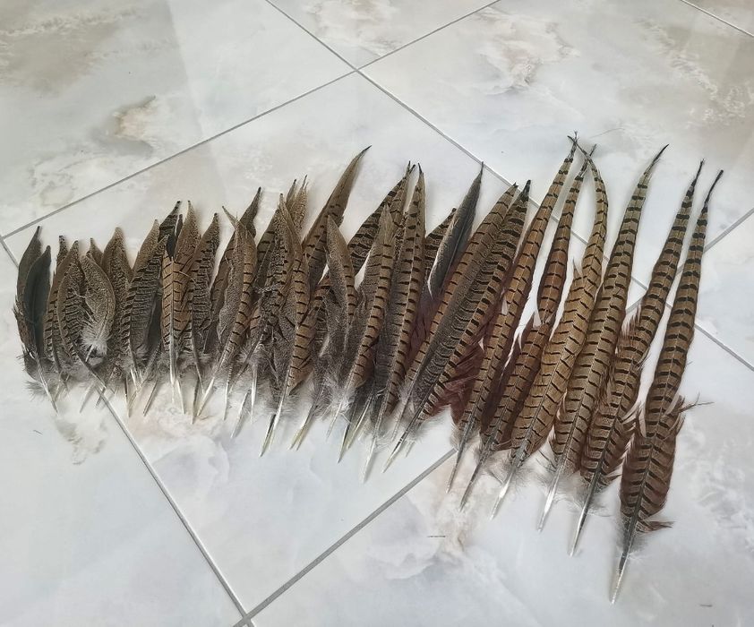 !! OFERTA!!    Pene de fazan - Decoratiuni, accesorii