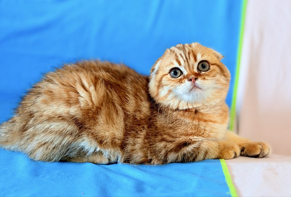 Шоколадная шиншилла. Мальчик