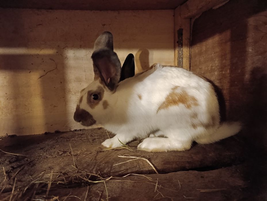 Продам самцов Бургунца,