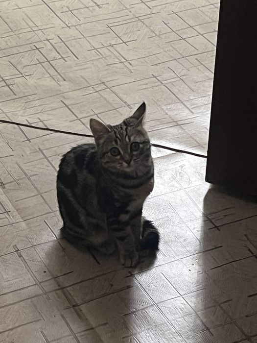 Отдам котенка 6 месячного