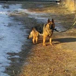 Немецкая овчарка