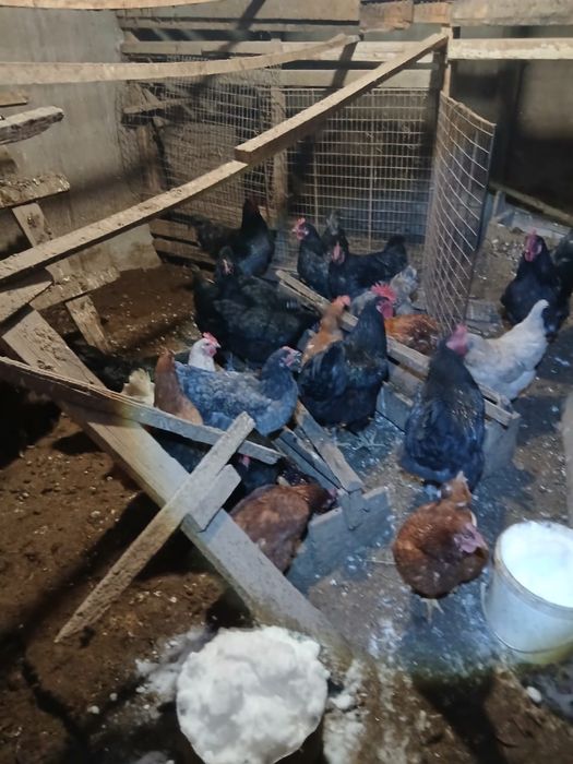 Петушки Джерсийский Гигант