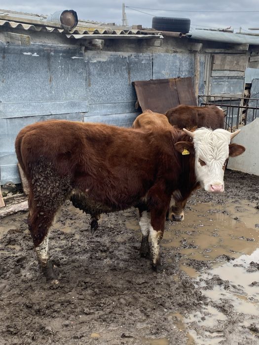 Бычки на откорм.