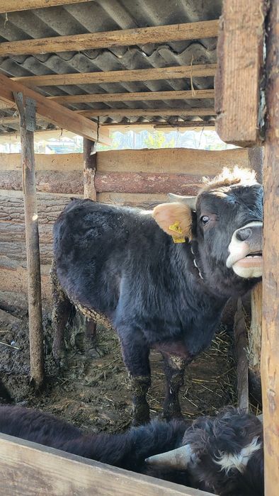 Продам быка на племя  швиц