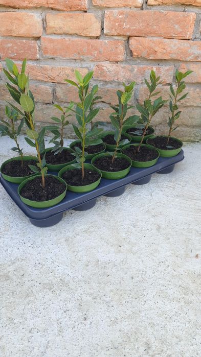 Vand dafini comestibil