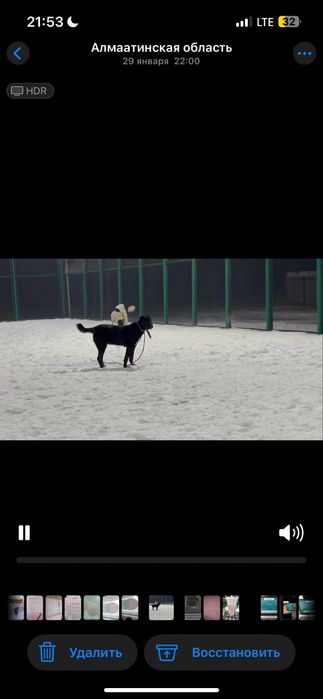 Сатылады урғашы алабай