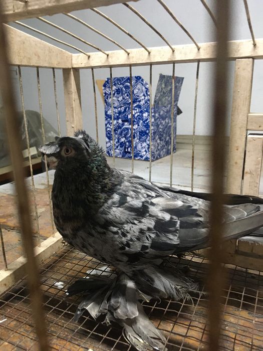 Продам челкарь самец