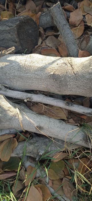 Продаю дрова и ветки от фруктовых деревьев