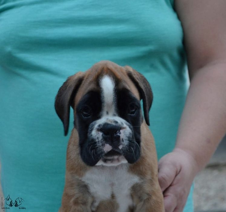 Pui Boxer cu Pedigree