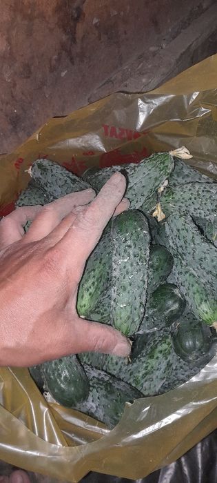 Домашний огурцы 400тг