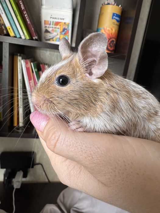 Дегу пара с клеткой