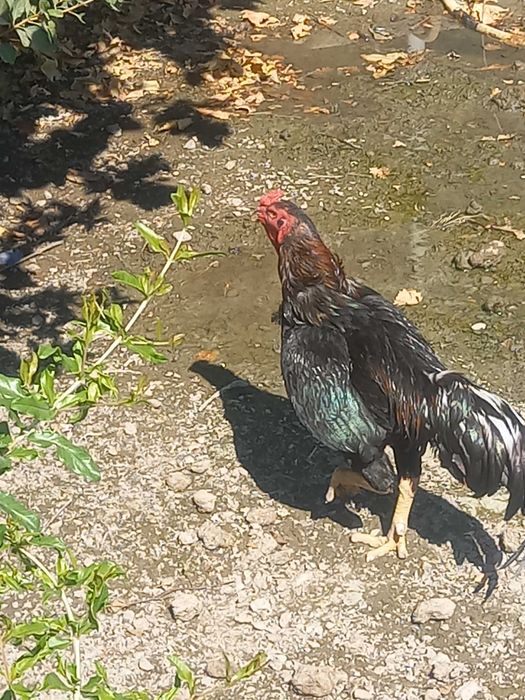 КОРЕЕЦ Хуроз сотилади