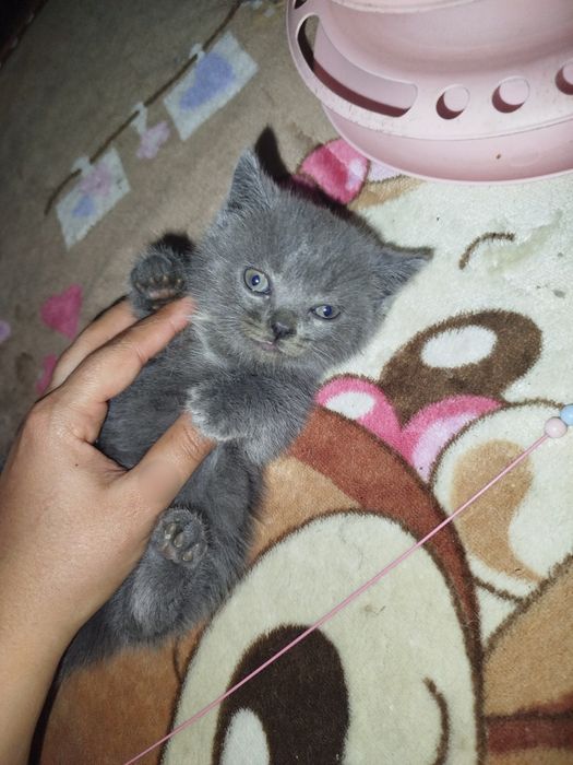 Скотиш фолд ва скоттиш страйт мушукчала