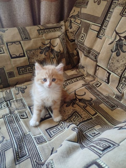 Отдам котят в хорошие руки