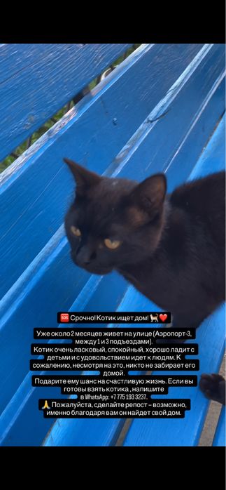 Кот срочно в добрые руки